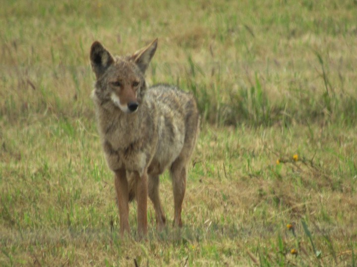 Coyote